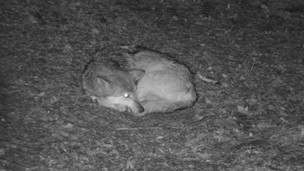 Red Wolves Live Webcam at the Wolf Conservation Center - Nov 25, 2025, 8:03pm EST
