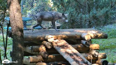 Red Wolves Live Webcam at the Wolf Conservation Center - Aug 7, 2026, 10:15am EDT