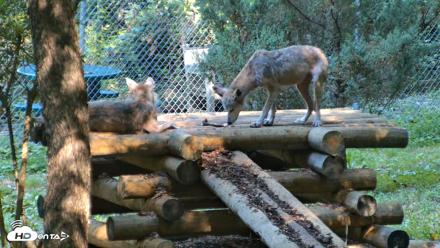 Red Wolves Live Webcam at the Wolf Conservation Center - Aug 7, 2026, 10:05am EDT
