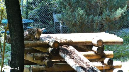 Red Wolves Live Webcam at the Wolf Conservation Center - Aug 6, 2026, 1:26pm EDT