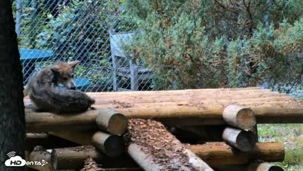 Red Wolves Live Webcam at the Wolf Conservation Center - Jul 27, 2026, 12:53pm EDT