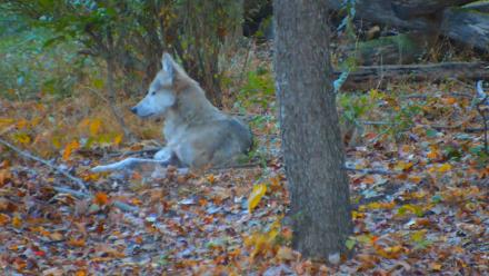 Red Wolves Live Webcam at the Wolf Conservation Center - Oct 21, 2025, 7:12am EDT