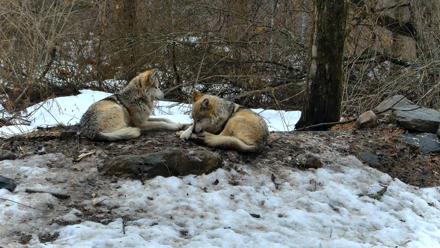 Red Wolves Live Webcam at the Wolf Conservation Center - Mar 7, 2026, 10:48am EST