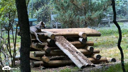 Red Wolves Live Webcam at the Wolf Conservation Center - Jul 28, 2026, 1:27pm EDT
