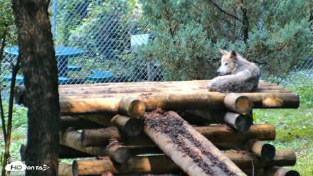 Red Wolves Live Webcam at the Wolf Conservation Center - Aug 6, 2026, 10:09am EDT