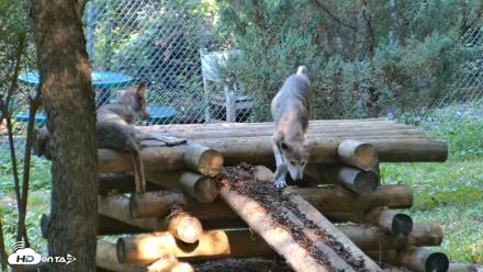 Red Wolves Live Webcam at the Wolf Conservation Center - Aug 7, 2026, 9:54am EDT