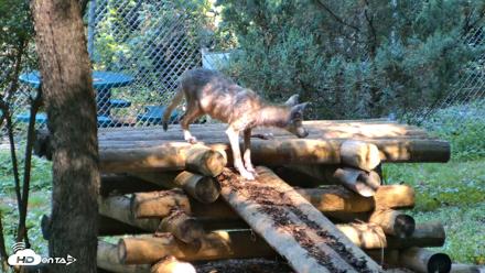 Red Wolves Live Webcam at the Wolf Conservation Center - Aug 7, 2026, 10:13am EDT