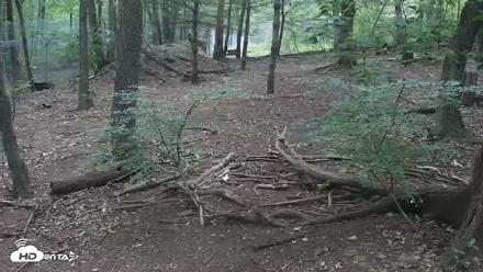 Red Wolves Live Webcam at the Wolf Conservation Center - Sep 20, 2026, 8:31am EDT