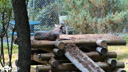 Red Wolves Live Webcam at the Wolf Conservation Center - Jul 24, 2026, 12:07pm EDT