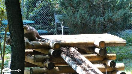 Red Wolves Live Webcam at the Wolf Conservation Center - Aug 6, 2026, 2:05pm EDT