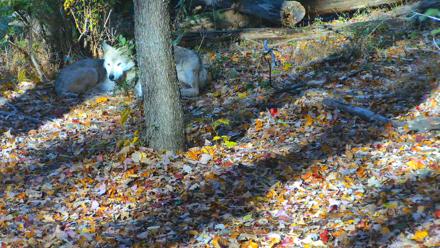 Red Wolves Live Webcam at the Wolf Conservation Center - Oct 21, 2025, 9:54am EDT