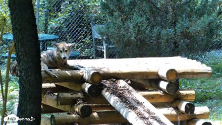 Red Wolves Live Webcam at the Wolf Conservation Center - Aug 6, 2026, 2:03pm EDT