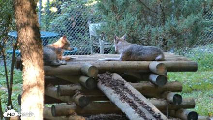 Red Wolves Live Webcam at the Wolf Conservation Center - Aug 7, 2026, 9:38am EDT