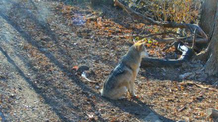 Red Wolves Live Webcam at the Wolf Conservation Center - Dec 9, 2025, 10:17am EST
