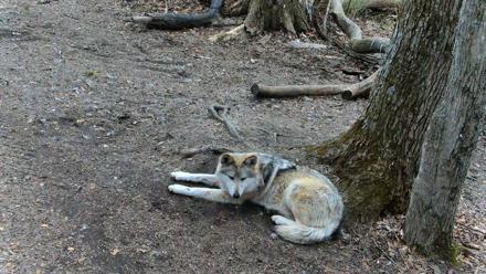 Red Wolves Live Webcam at the Wolf Conservation Center - Apr 1, 2026, 3:44pm EDT