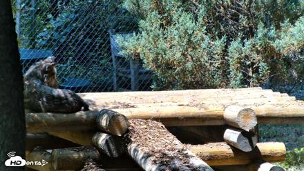 Red Wolves Live Webcam at the Wolf Conservation Center - Jul 27, 2026, 12:57pm EDT