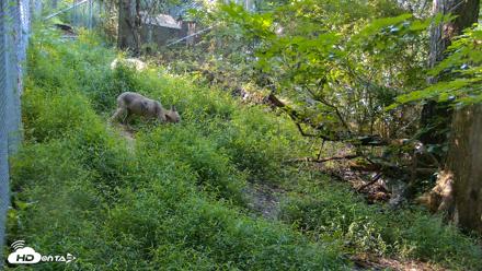 Red Wolves Live Webcam at the Wolf Conservation Center - Aug 7, 2026, 9:21am EDT