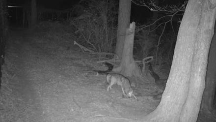 Red Wolves Live Webcam at the Wolf Conservation Center - Dec 6, 2025, 12:54am EST