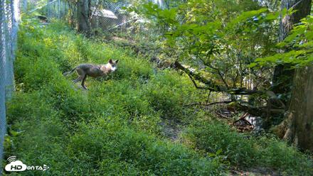 Red Wolves Live Webcam at the Wolf Conservation Center - Aug 7, 2026, 9:28am EDT