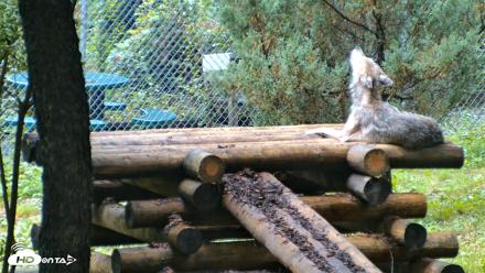 Red Wolves Live Webcam at the Wolf Conservation Center - Aug 6, 2026, 9:00am EDT