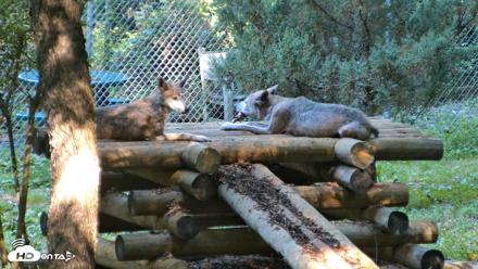 Red Wolves Live Webcam at the Wolf Conservation Center - Aug 7, 2026, 10:02am EDT