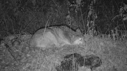 Red Wolves Live Webcam at the Wolf Conservation Center - Nov 25, 2025, 5:09pm EST