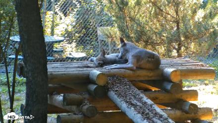 Red Wolves Live Webcam at the Wolf Conservation Center - Jul 25, 2026, 6:49pm EDT