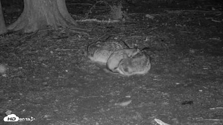 Red Wolves Live Webcam at the Wolf Conservation Center - Apr 23, 2026, 12:58am EDT