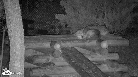 Red Wolves Live Webcam at the Wolf Conservation Center - Aug 11, 2026, 3:25am EDT