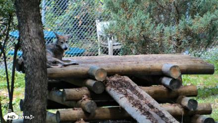 Red Wolves Live Webcam at the Wolf Conservation Center - Aug 5, 2026, 10:15am EDT