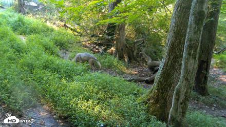 Red Wolves Live Webcam at the Wolf Conservation Center - Aug 7, 2026, 9:18am EDT