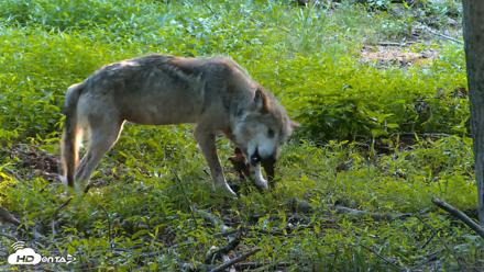 Red Wolves Live Webcam at the Wolf Conservation Center - Jun 17, 2026, 7:10pm EDT