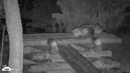 Red Wolves Live Webcam at the Wolf Conservation Center - Aug 11, 2026, 3:26am EDT