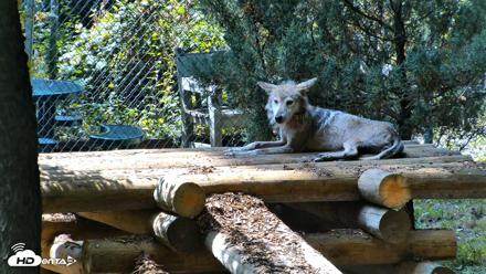 Red Wolves Live Webcam at the Wolf Conservation Center - Jul 27, 2026, 3:01pm EDT