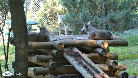 Red Wolves Live Webcam at the Wolf Conservation Center - Aug 7, 2026, 10:27am EDT