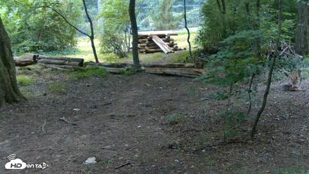 Red Wolves Live Webcam at the Wolf Conservation Center - Jul 28, 2026, 9:32am EDT