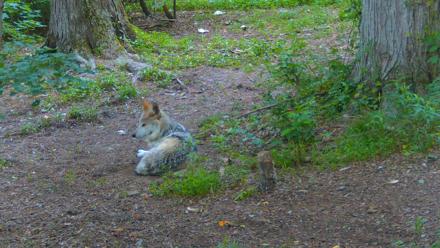 Red Wolves Live Webcam at the Wolf Conservation Center - Jun 13, 2025, 7:48am EDT