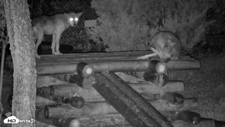 Red Wolves Live Webcam at the Wolf Conservation Center - Aug 13, 2026, 1:47am EDT