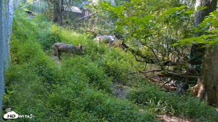 Red Wolves Live Webcam at the Wolf Conservation Center - Aug 7, 2026, 9:23am EDT