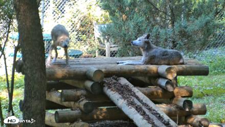 Red Wolves Live Webcam at the Wolf Conservation Center - Aug 7, 2026, 10:29am EDT