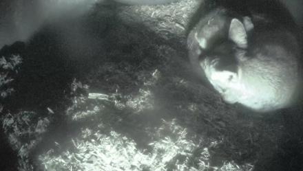 Red Wolves Live Webcam at the Wolf Conservation Center - Nov 16, 2025, 12:09pm EST