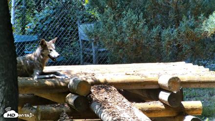Red Wolves Live Webcam at the Wolf Conservation Center - Jul 27, 2026, 1:27pm EDT