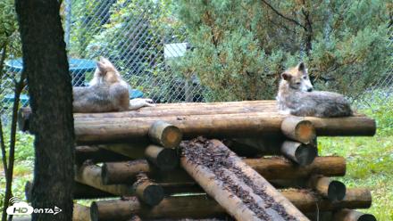 Red Wolves Live Webcam at the Wolf Conservation Center - Aug 6, 2026, 8:41am EDT