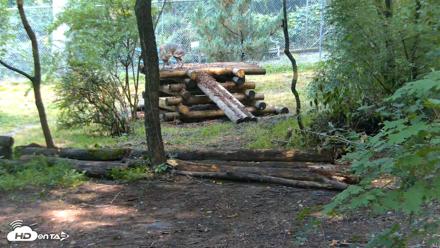 Red Wolves Live Webcam at the Wolf Conservation Center - Jul 22, 2026, 9:45am EDT