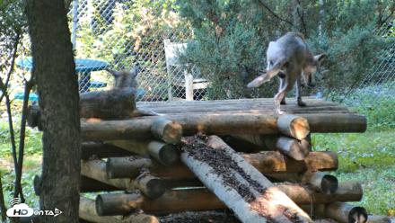 Red Wolves Live Webcam at the Wolf Conservation Center - Aug 7, 2026, 10:25am EDT