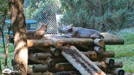 Red Wolves Live Webcam at the Wolf Conservation Center - Aug 7, 2026, 10:03am EDT
