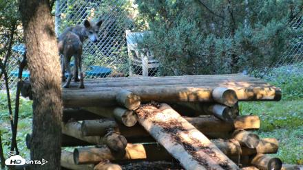 Red Wolves Live Webcam at the Wolf Conservation Center - Aug 7, 2026, 10:17am EDT