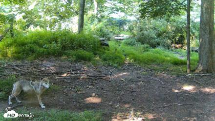 Red Wolves Live Webcam at the Wolf Conservation Center - Jun 30, 2026, 10:15am EDT