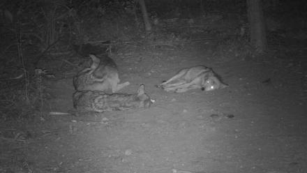 Red Wolves Live Webcam at the Wolf Conservation Center - Jul 13, 2025, 11:09pm EDT
