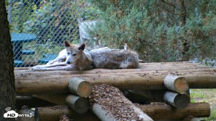 Red Wolves Live Webcam at the Wolf Conservation Center - Jul 26, 2026, 6:23am EDT